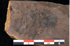 Foto (Detailansicht) von Xylomites arbuti serrae Ettingshausen (NHMW-GEO-2024-0188-0066)